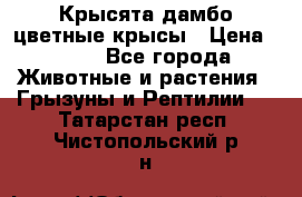 Крысята дамбо цветные крысы › Цена ­ 250 - Все города Животные и растения » Грызуны и Рептилии   . Татарстан респ.,Чистопольский р-н